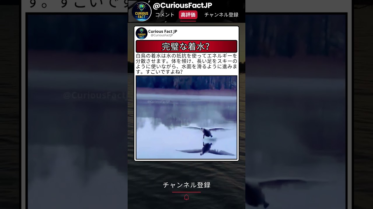 この着水、滑り方が綺麗すぎる