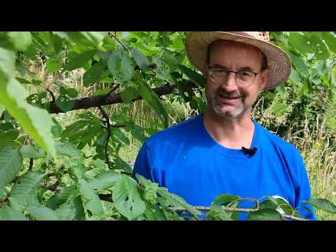 Süßkirsche nach der Ernte schneiden