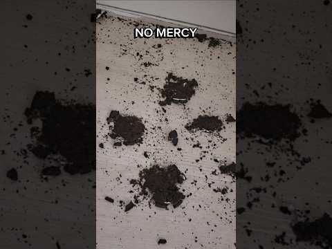 NO MERCY, Instant karma👊🔥 #funny #comedy #memes #sitcom #oreo #instantkarma