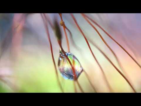 Deepmix Moscow - Pushkarev - Cartoon Studio: Shelk-Shelk