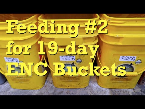 2nd feeding for ENC buckets at day 19 - worm farm vermicompost