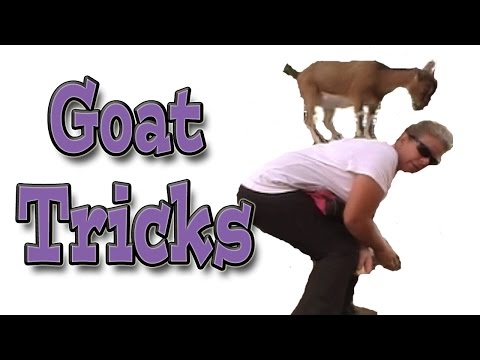 Goat Tricks: Clicker Training