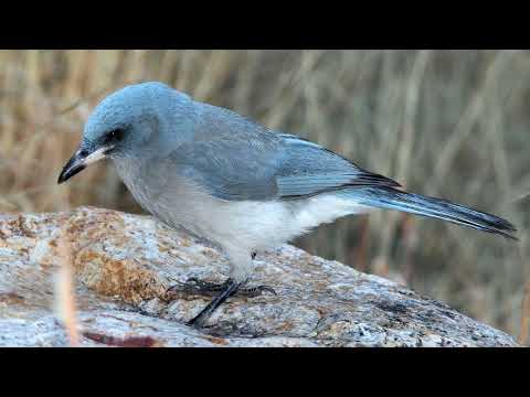 Kapuciarka mexická (Aphelocoma wollweberi) — správanie, biotop a hlas