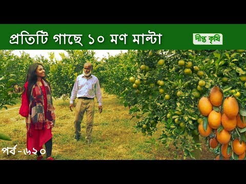 প্রতিটি গাছে ১০ মণ মাল্টা