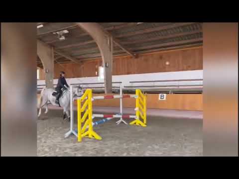 CEDRIK 6j. v. Cellestial - Levisto Z   VB