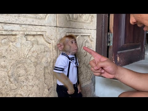 Big D is angry! Monkey Alpha Disrespectful Behavior Gets Him in Trouble!