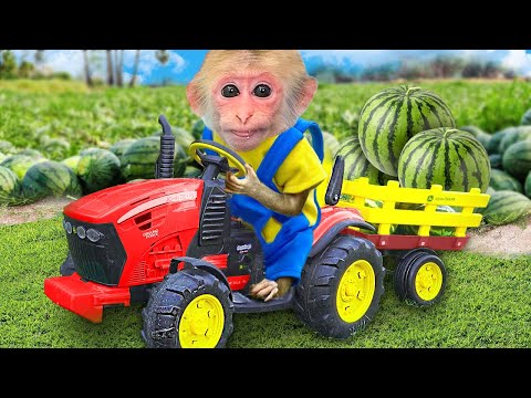 🔴 LIVE - Baby Monkey BiBi harvests fruits and plays with kittens in the bathroom