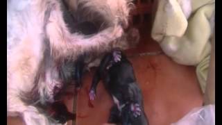 NACIMIENTO DE CACHORRO