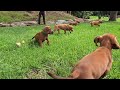Redbone Coonhound dogs for sale: Belle - Video 1