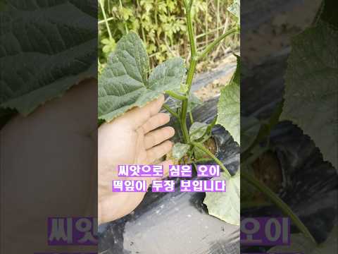 오이는 떡잎 잎 정리가 오이 재배의 중요한 부분을 차지합니다 잎은 꼭 정리를 하면서 기르시기 바랍니다