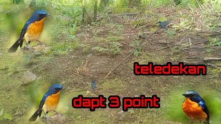 Download lagu mikat tledekan di kebun sawit dapat 3 ekor cuannn!!! mp3