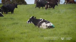 UTAS University College - Agribusiness | University of Tasmania