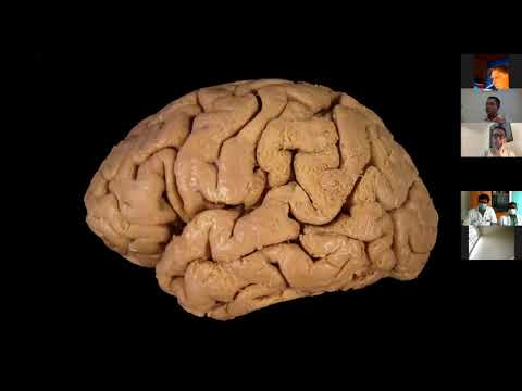 Neuroanatomie: La substance blanche hémisphérique