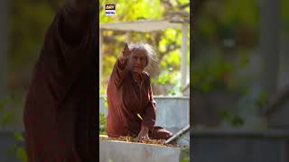 Download lagu How did you like the finale of Pyar Deewangi Hai? #shorts #arydigital mp3 Download lagu How did you like the finale of Pyar Deewangi Hai? #shorts #arydigital mp3