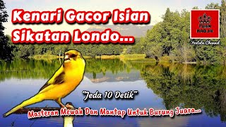 Download lagu Kenari gacor isian sikatan londo, masteran mewah dan mantap untuk burung juara mp3