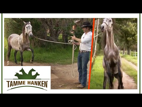 Horse with aggression problems: Tamme tames wild stallion from Ecuador | Tamme Hanken | Kabel Eins