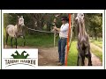 Horse With Aggression Problems Tamme Tames Wild Stallion From Ecuador Tamme Hanken Kabel Eins