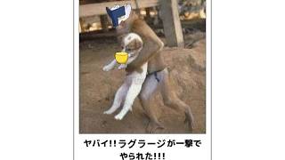 雨も逝った。【ポケモンチャンピオンズ】