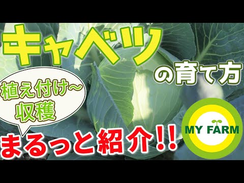 冬のサラダを温室または地面にいつ植えるのですか？  庭園