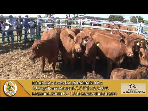13-09-17 Venta de Vaquillonas Angus P.C. C/Cría - Est. y Cab. La Barrancosa - Lazzarino, Santa Fe