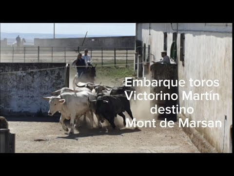 Embarque toros Victorino Martín Mont de Marsan 2024