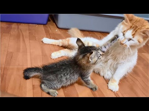 New Kitten is punished after attacking Cat