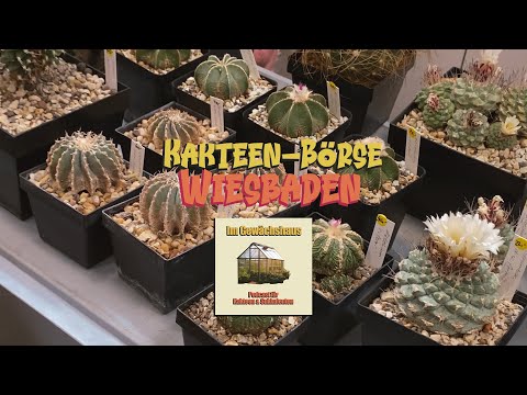 Kakteen-Börse Wiesbaden | Videotour (2/2)