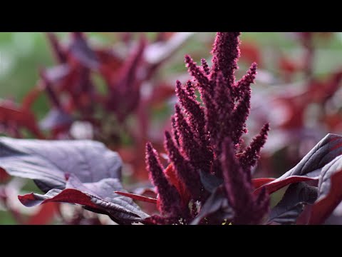 Grow-A-Long Amaranthus