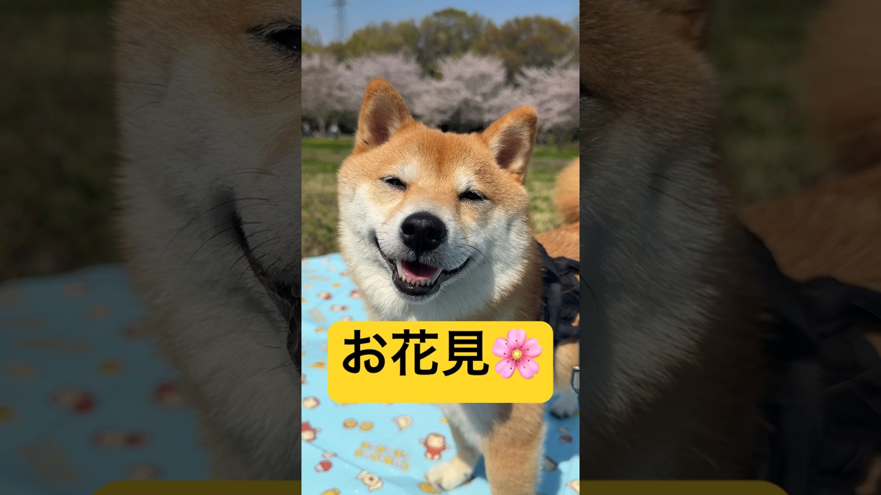 満開でした🌸#柴犬 #豆柴 #shibainu #犬 #犬のいる暮らし #shorts