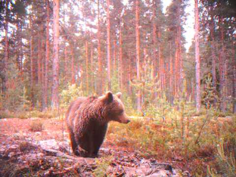 björnjakt utan skott men med ett klick härjedalen sveg ytterberg