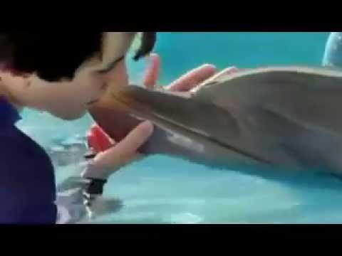 Dolphin Tale 2 (Clip 'Shoo Rufus')