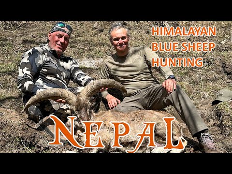 Himalayan Blue sheep hunting in Nepal