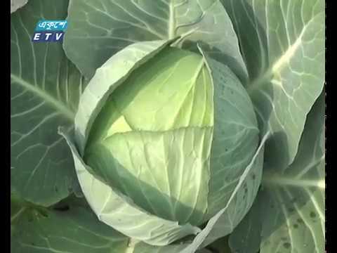 লোকসানের মুখে ঝিনাইদের কপি চাষিরা