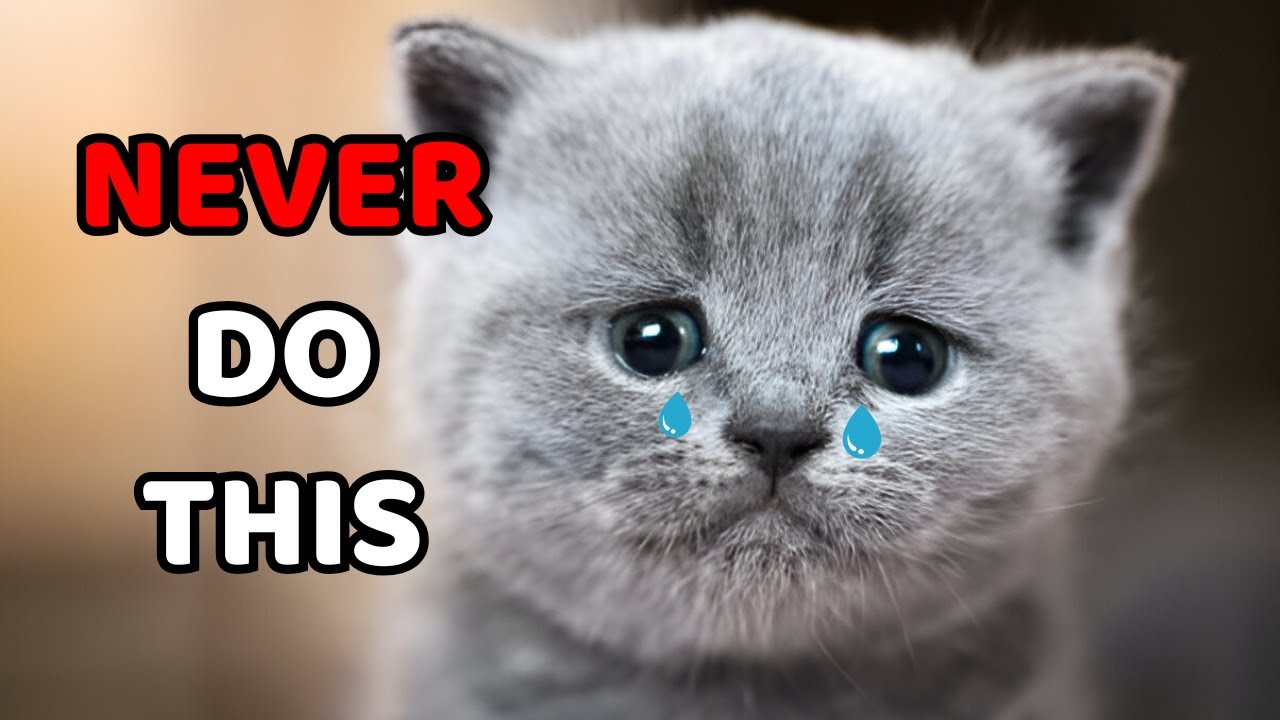 19 Things You Should Never Do To Your Cat