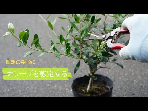 園芸 オリーブの木のさまざまな剪定方法