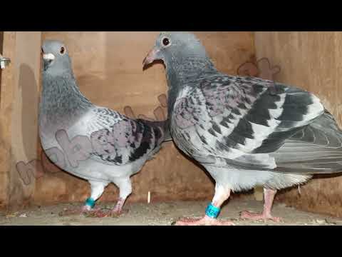 DOLLE  365   x  ORIONA JELLE JELLEMA !!!