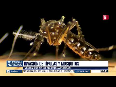 Invasión de mosquitos