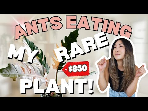 ANTS are EATING my $850 PLANT?! | Houseplant Care Routine + Tips | Plant Chores | Carmel Marble