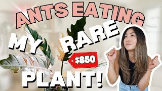 ANTS are EATING my $850 PLANT?! | Houseplant Care Routine + Tips | Plant Chores | Carmel Marble