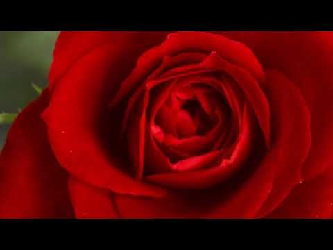 Jessen kando na kai nokri samina kanwal