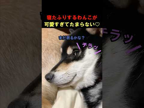 寝たふりをするわんこが可愛すぎてたまらない🐶❤️#可愛い#犬#柴犬#フレンチブルドッグ#おもしろ#shorts