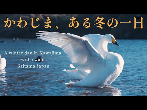 【町の紹介】「かわじま、ある冬の一日～白鳥～」