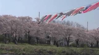 preview picture of video '岩手県北上市　北上展勝地の桜'