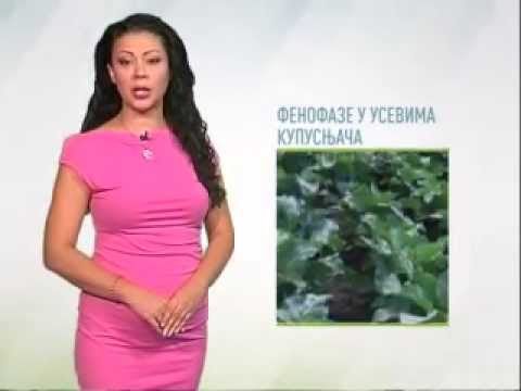 Zelena prognoza 12.9.2014. - Štetočine u usevima kupusnjača