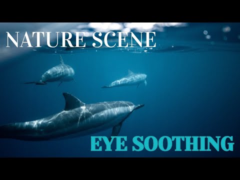 NATURE SCENE | HALAL BEATS | EYE SOOTHING VIEW | MYSTERIOUS SOUNDS | VOCALS WITH DUFF | 16 JULY 2020