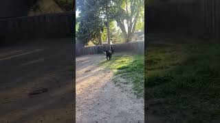 Video preview image #1 Labrador Retriever-Unknown Mix Puppy For Sale in Minneapolis, MN, USA
