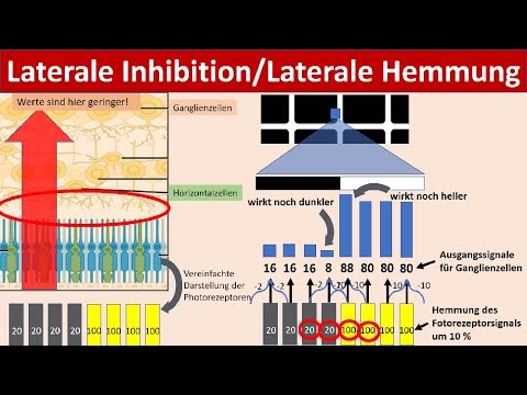 Lateral inhibition/ Lateral inhibition for contrast enhancement [Neurobiology, advanced level]