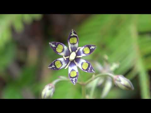 リンドウ科 植物