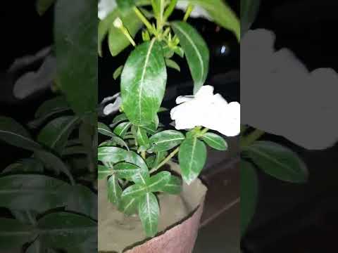 A flower is enough to make a day🌸💗