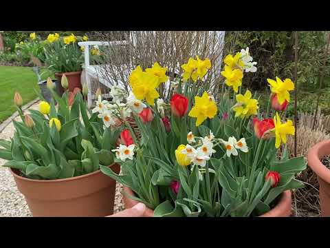 Tulipán lasagne virágzás utáni ápolása